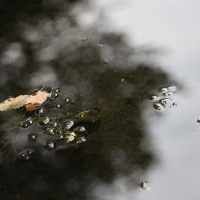 Wasserspiegel 5